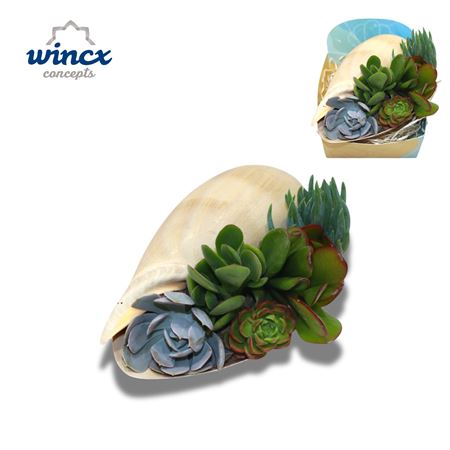Uniqueshells 'melo