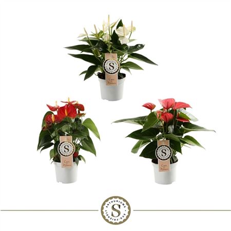 Anth An Top Mix 2+ (stolk)