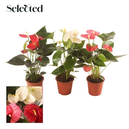 Anth An Mix 4+ Selected