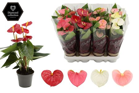Anthurium 9 3 Color Mix In Diamond Sleeve