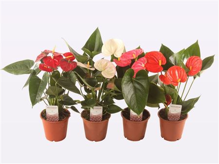 Anth An Mix 4+ ( Ep-flora)