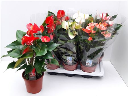 Anth An Mix Florist 6+