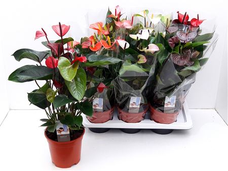 Anth An Exclusive Mix 5+