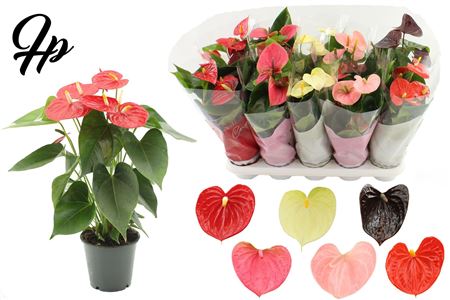 Anthurium 12 6 Color Specialty Mix In Couture S