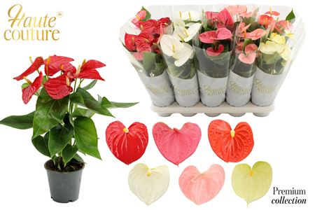 Anthurium 12 Cm 6 Color Mix