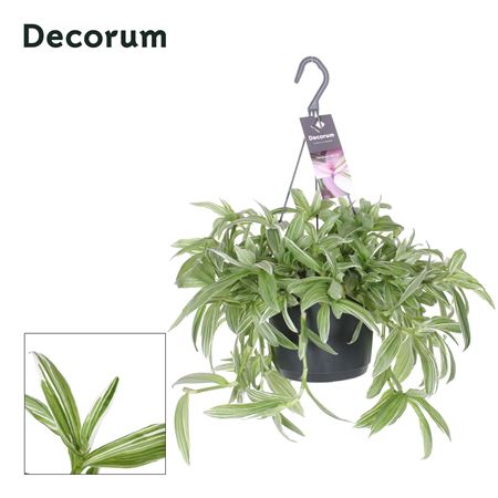 Tradescantia Albi Silvery Hill Hp 17 Cm