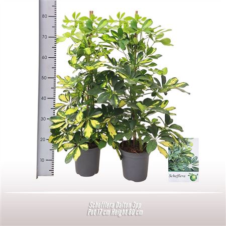 Schefflera Dalton 3pp