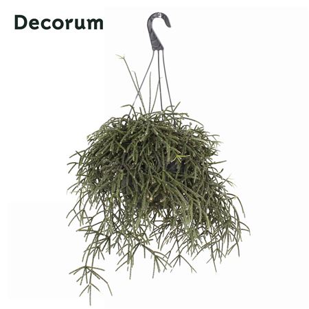 Rhipsalis Pilocarpa Hp 21