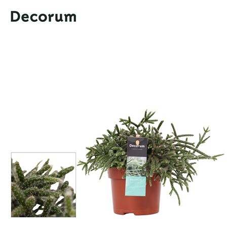 Rhipsalis Pilocarpa