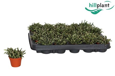 Rhipsalis Pilocarpa