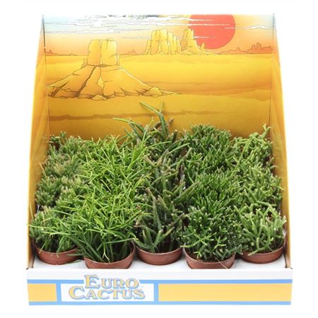 Rhipsalis Mix In Showbox