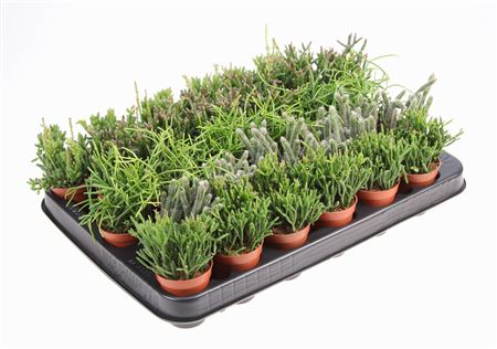 Rhipsalis Mix