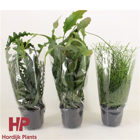 Rhipsalis Mix