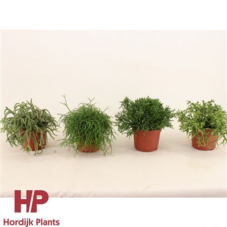 Rhipsalis Mix
