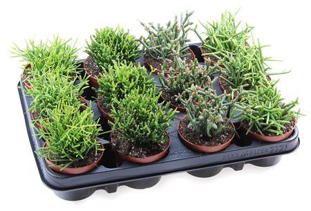 Rhipsalis Mix