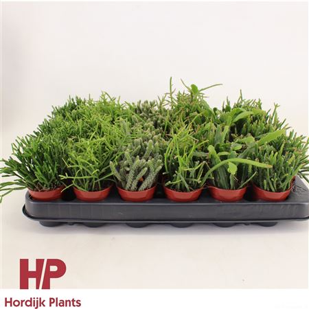 Rhipsalis Mix