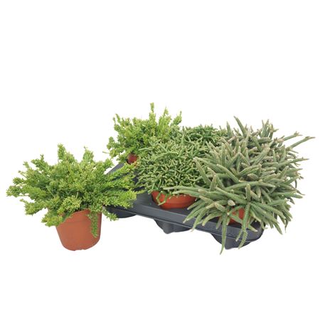 Rhipsalis Mix