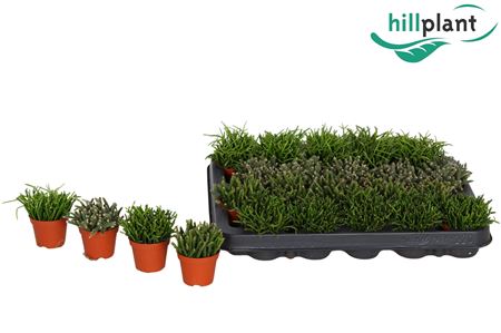 Rhipsalis Mix