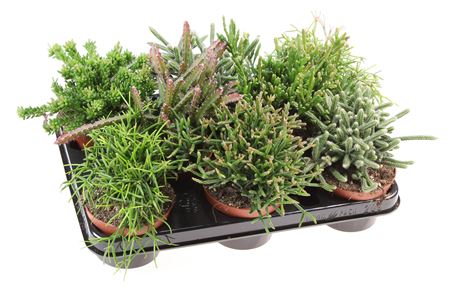 Rhipsalis Mix