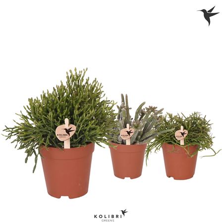 Rhipsalis Mix