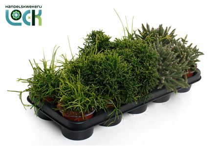 Rhipsalis Mix