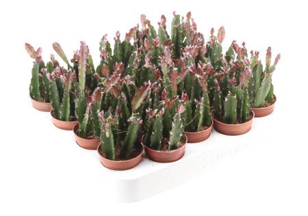 Lepismium Cruciforme Red Tip