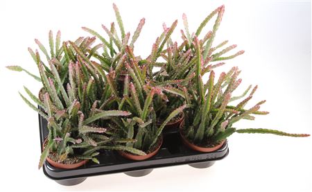 Lepismium Cruciforme Red Tip