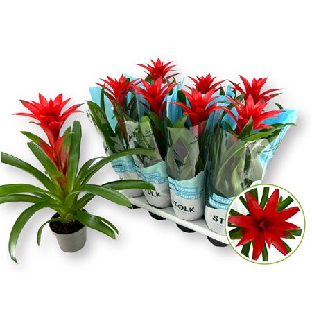 Guzmania Brimstone
