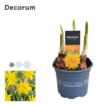 Narcissus Rip Van Winkle (decorum)