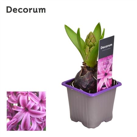 Hyacinthus Purple Sensation 1pp Label (decorum)