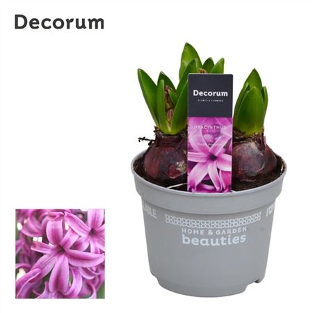 Hyacinthus Purple Sensation 3pp (decorum)