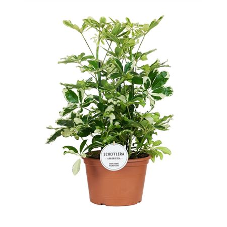 Schefflera Charlotte Branched