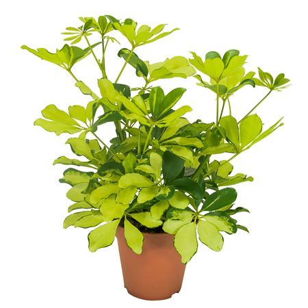 Schefflera Melanie Branched