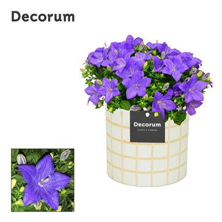 Campanula Iso Napoli Ceramic (decorum)