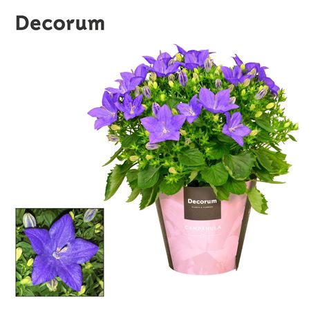 Campanula Iso Napoli (decorum)