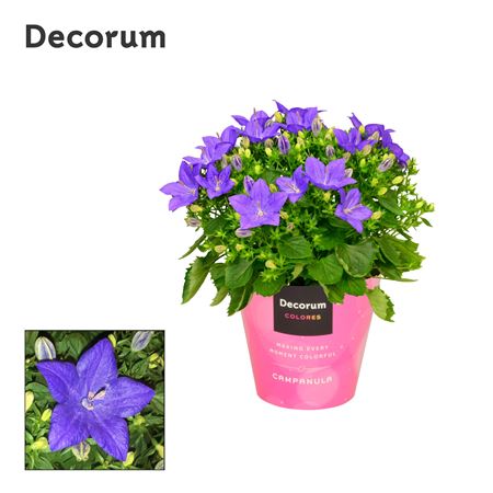 Campanula Iso Napoli Tender (decorum)