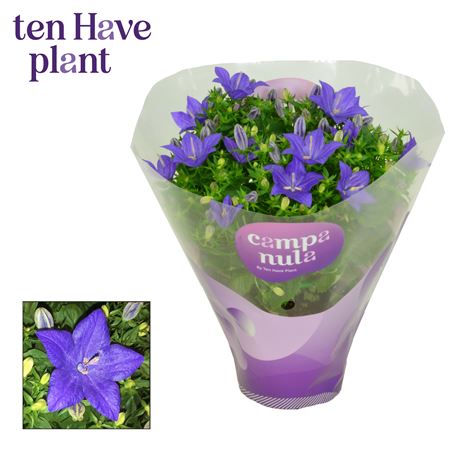 Campanula Iso Napoli (decorum)