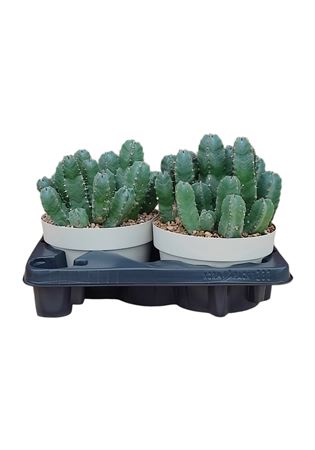 Euphorbia Resinifera