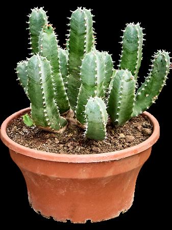 Euphorbia Resinifera