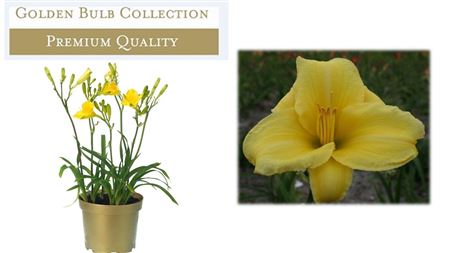 Hemerocallis Yellow