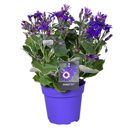 Senetti Deep Blue (pericallis Cruentus)