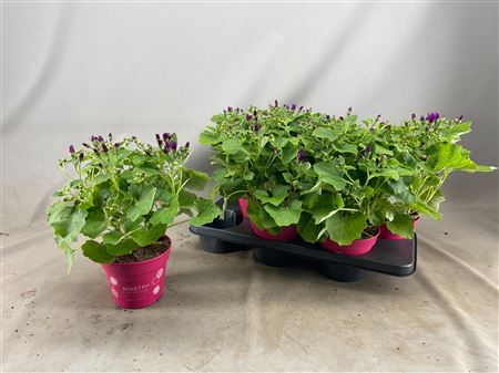 Senetti Magenta (pericallis Cruentus)
