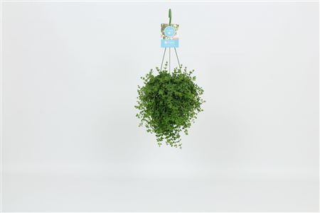 Peperomia Isabelle Hangpot