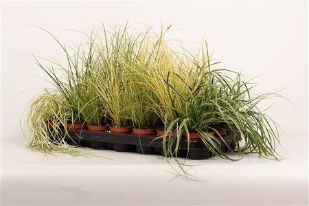 Carex Mix