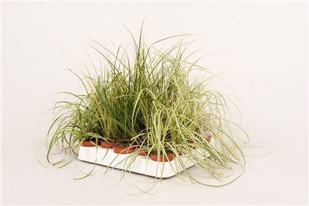 Carex Mix