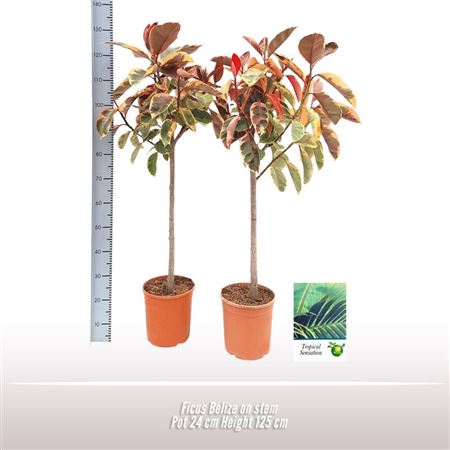 Ficus El Belize On Stem