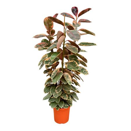 Ficus El Belize 3pp