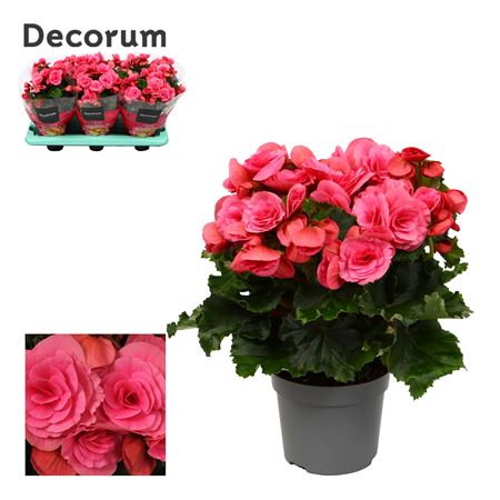 Begonia Berseba (decorum)