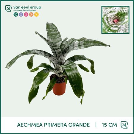 Aechmea Primera Grande St. 1-2 (van Geel)