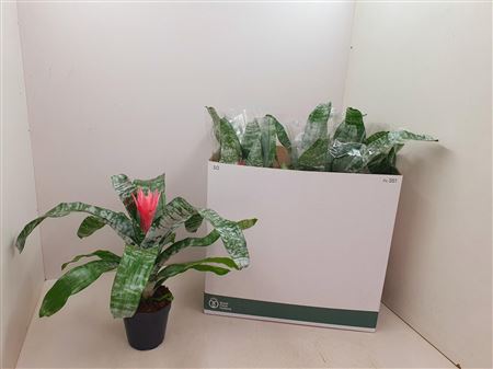 Aechmea Primera Xl